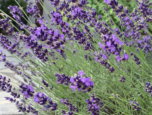 Duftende Lavendelsträucher
